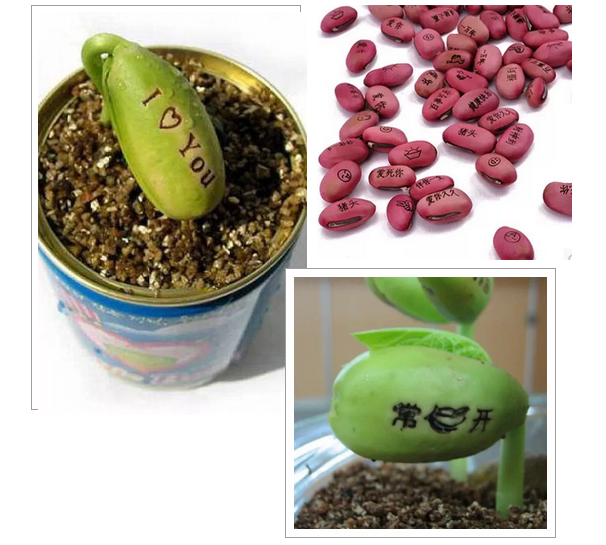 激光打標(biāo)魔豆，讓愿望如花兒般綻放
